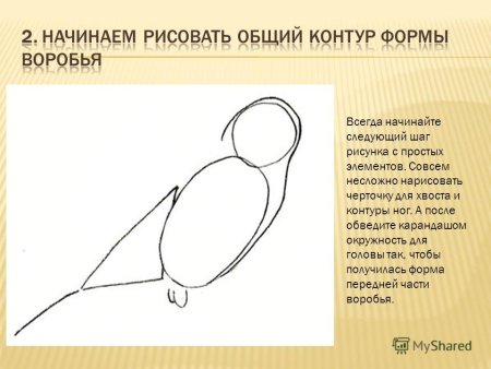 Поэтапное рисование воробья