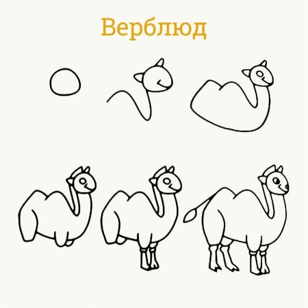 Поэтапное рисование верблюда