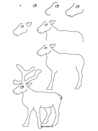 Рисунок оленя для срисовки