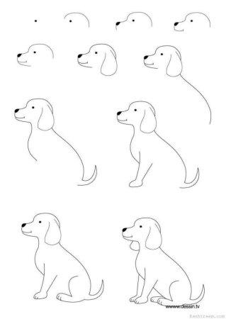 Схема рисования собаки в старшей группе