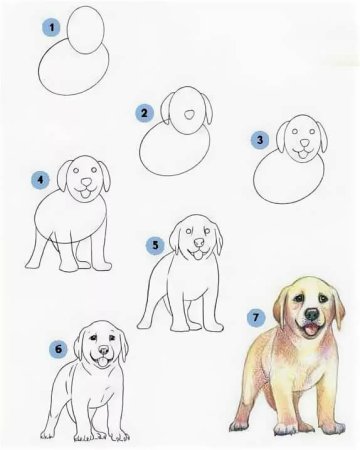 How to draw a Dog for Kids