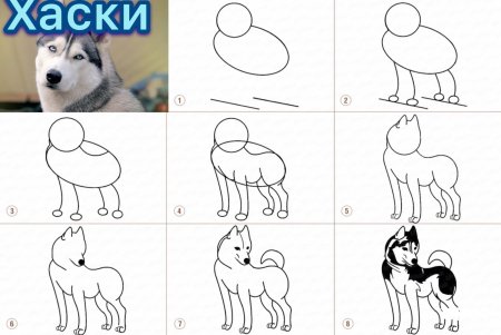 Рисуем щенка пошагово