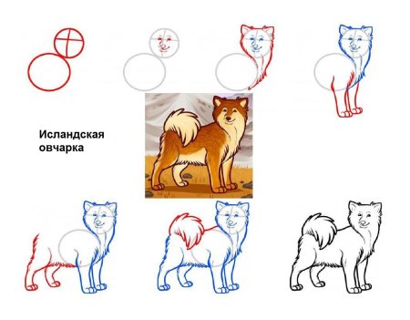 Поэтапное рисование собаки