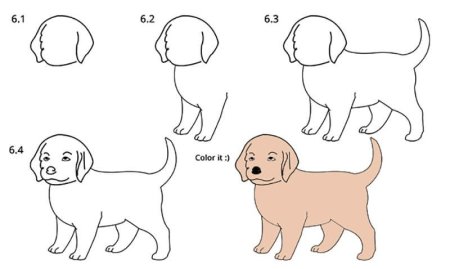 Поэтапное рисование собаки