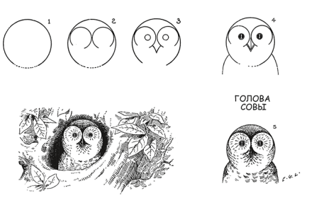 Поэтапное рисование Совы для детей