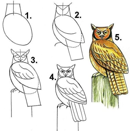 Поэтапное рисование Совы