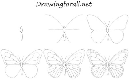 Поэтапное рисование бабочки