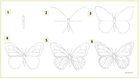 Поэтапное рисование бабочки