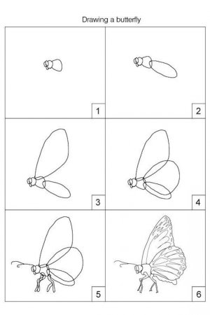 Как нарисовать бабочку пошагово