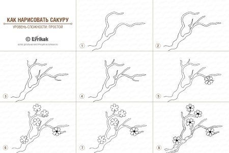 Ветка Сакуры рисунок карандашом поэтапно