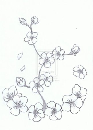 Ветка Сакуры рисунок карандашом