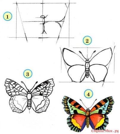 Поэтапное рисование бабочки