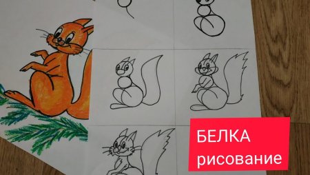 Белка поэтапное рисование для детей