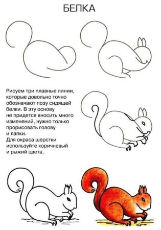 Как нарисовать белку карандашом поэтапно