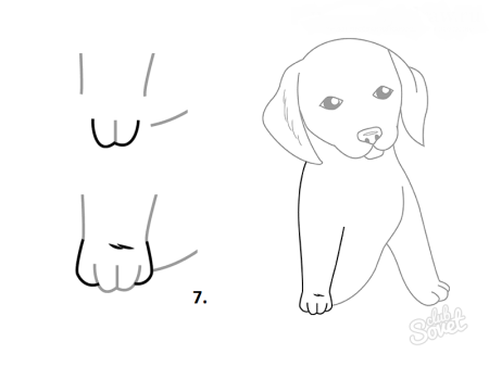 Рисунки для срисовки лабрадор