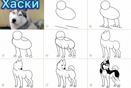 Поэтапное рисование щенка