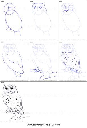 Поэтапное рисование Совы