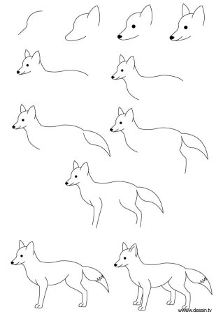 Этапы рисования лисы