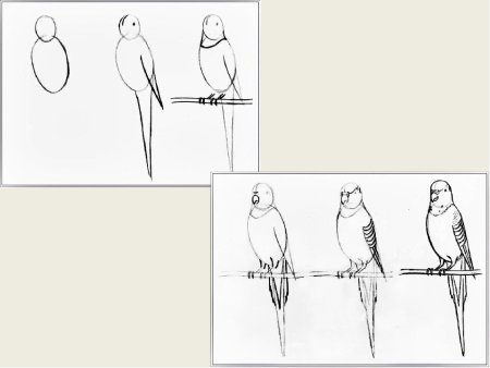 Этапы рисования попугая