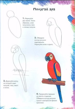 Поэтапное рисование попугая для детей