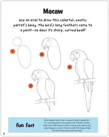 Нарисовать попугая пошагово