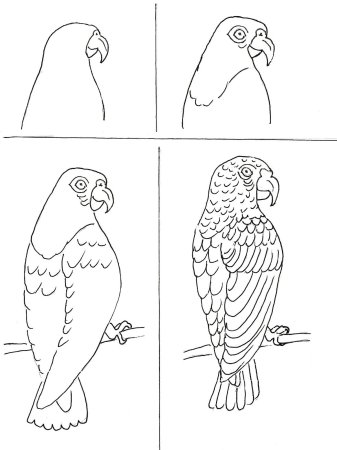 Поэтапное рисование попугая