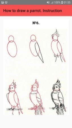 Поэтапное рисование попугая для детей