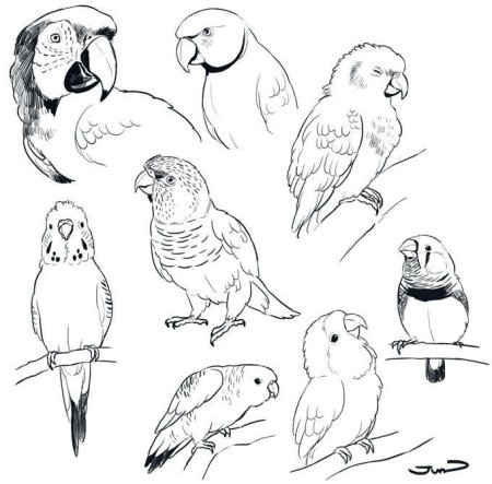 Рисунки попугаев легкие
