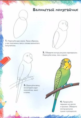 Рисование попугая поэтапно