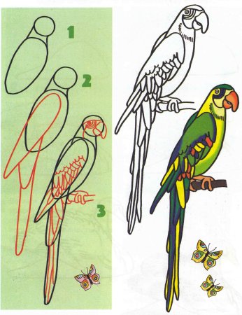 Поэтапное рисование попугая