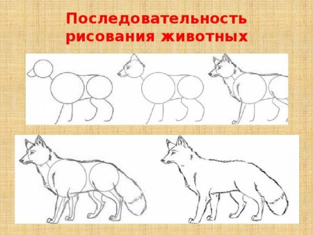Снегирь рисунок пошагово