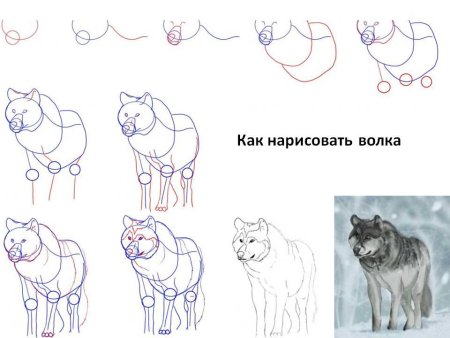 Пошаговое рисование волка