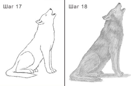 Как нарисовать волка