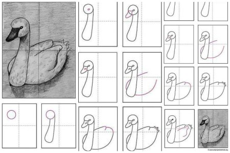 Этапы рисования лебедя