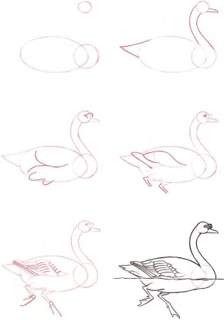 Лебедь рисунок карандашом