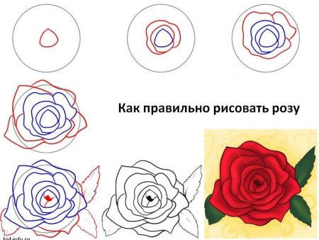 Нарисовать розу поэтапно