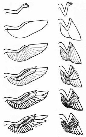 Крыло птицы