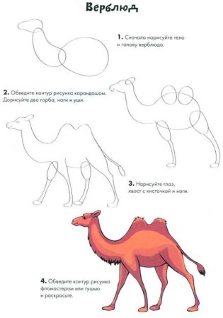 Нарисовать верблюда пошагово