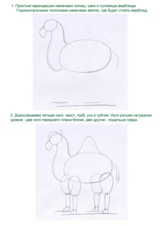 Схема рисования верблюда для детей