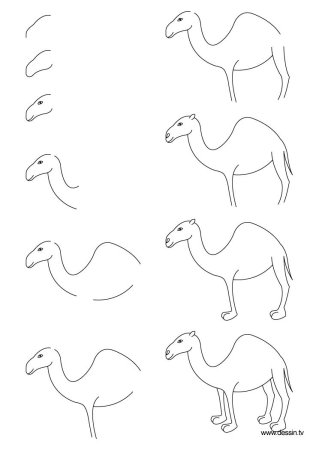 Поэтапное рисование верблюда