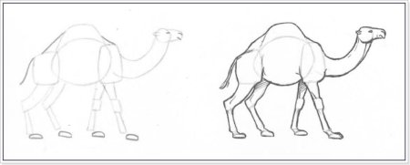 Поэтапное рисование верблюда