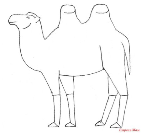 Рисование верблюда