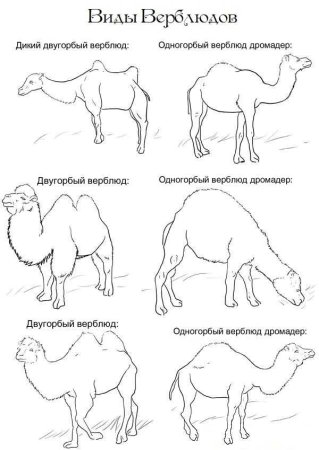 Поэтапное рисование верблюда