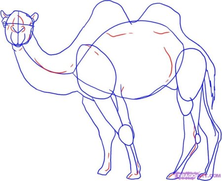 Верблюд рисунок карандашом