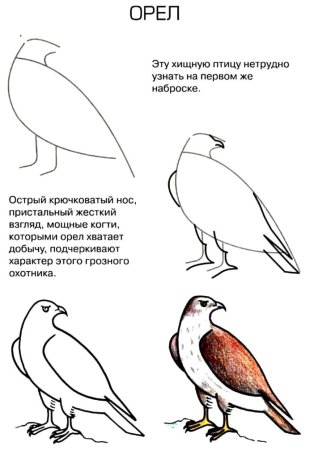 Поэтапное рисование Орел для детей