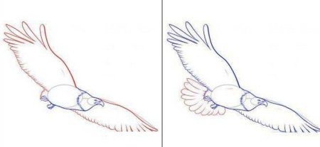 Поэтапное рисование орла карандашом