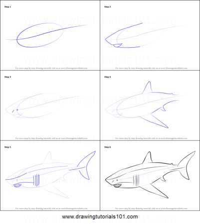 Поэтапное рисование акулы