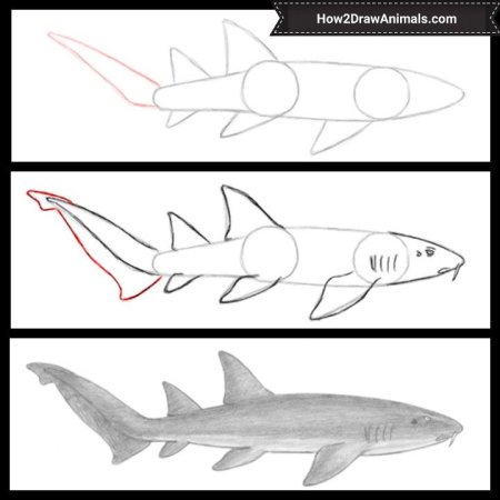 Поэтапный рисунок акулы