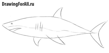 Акула пошаговое рисование