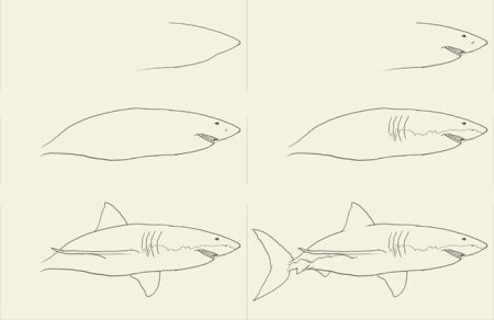 Поэтапное рисование акулы